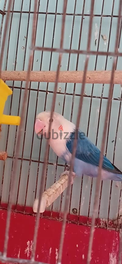 اص فيشر نتاية بلوو  و دكر اسبليت ١٠٠% شغااال بالضمان