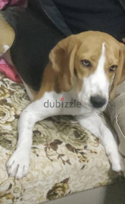 Beagle Dog breed