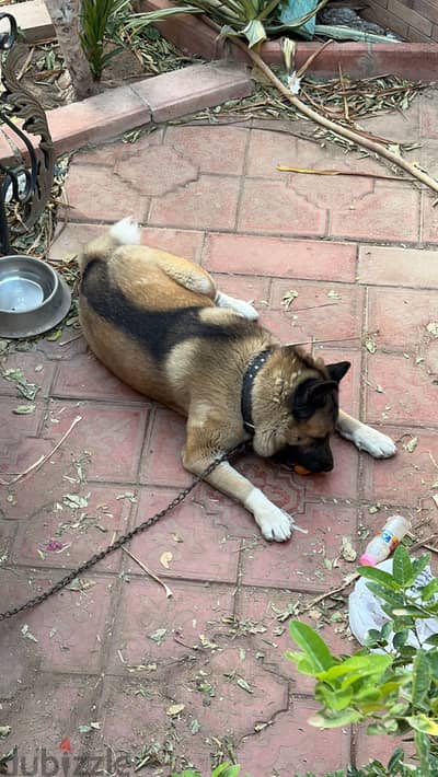 American Akita للزواج