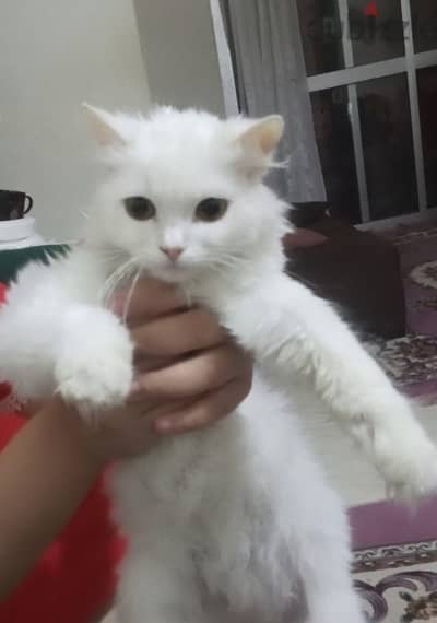 قط شيرازي