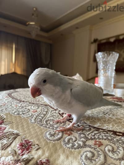 quaker كويكر