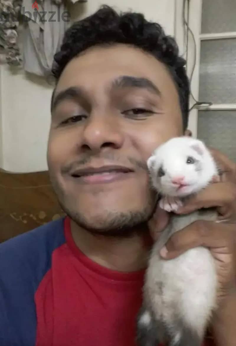 ferret 2