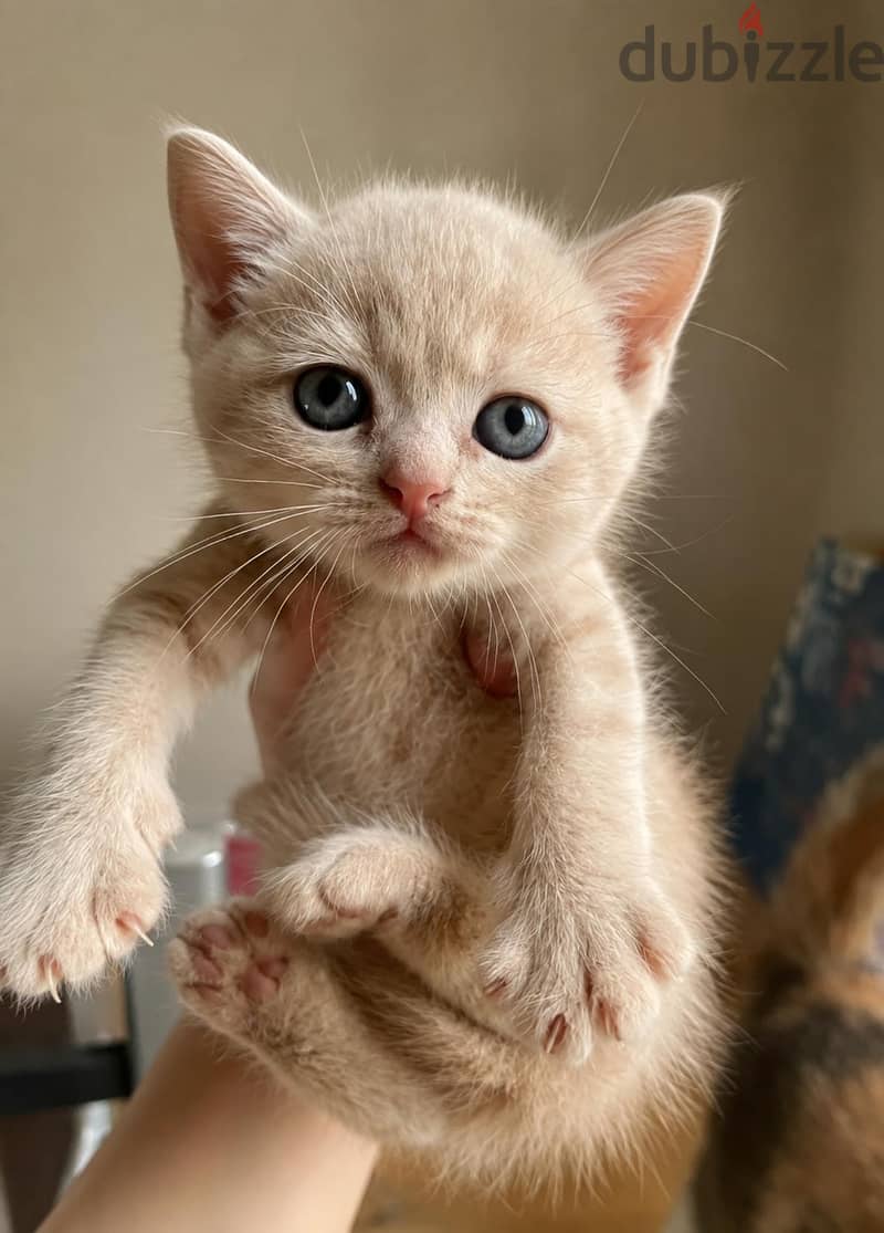 Scottish male cat NY12 shade-Impported parents 8