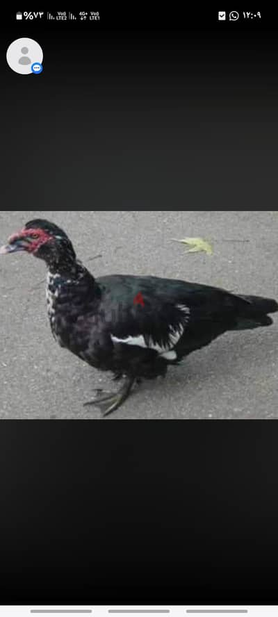 دكر بط