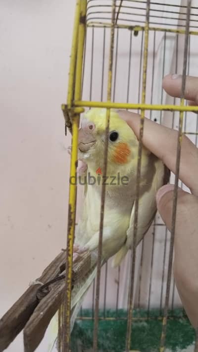 ذكر كوكتيل أليف نسبياً ومغرد عمره 3 شهور ونص