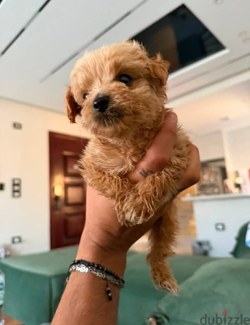 Maltipoo x Poodle Puppies 2
