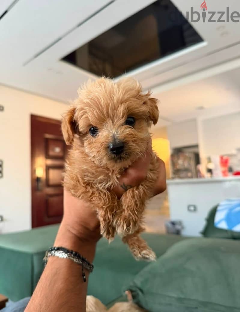 Maltipoo x Poodle Puppies 3
