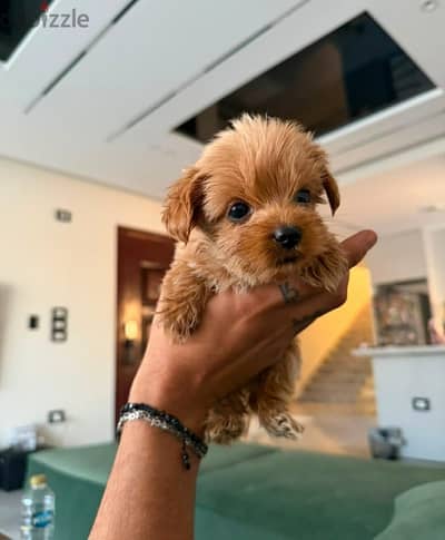 Maltipoo x Poodle Puppies