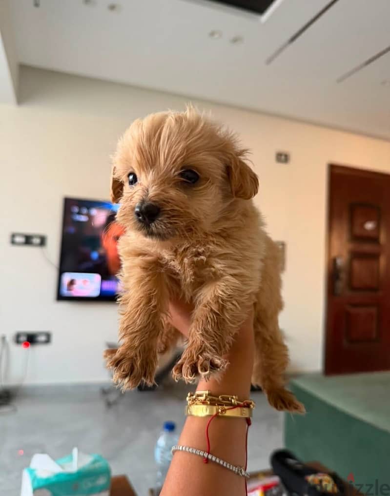 Maltipoo x Poodle Puppies 1