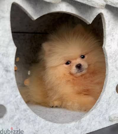 Pomeranian  ((( Teacup ))  Available Now in Egypt بومرينيان  &  poodle