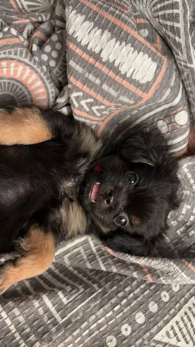 pekignese puppy
