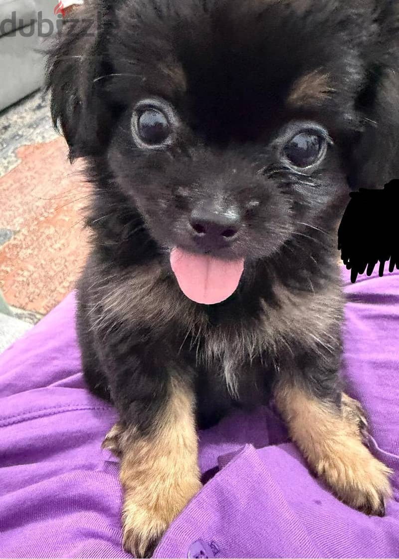pekignese puppy 1