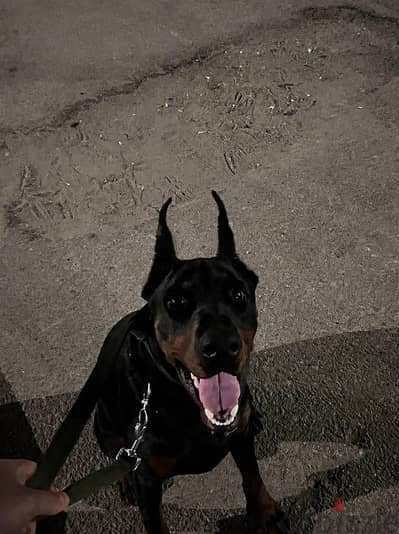 German Doberman دوبرمان الماني