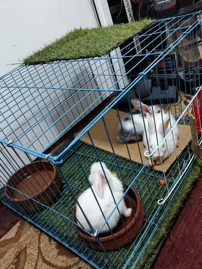 ارنب ابيض و عينه حمراء للبيع لسه صغير Rabbit