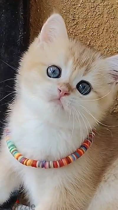 British shorthair ny12 male imported parents from Russia