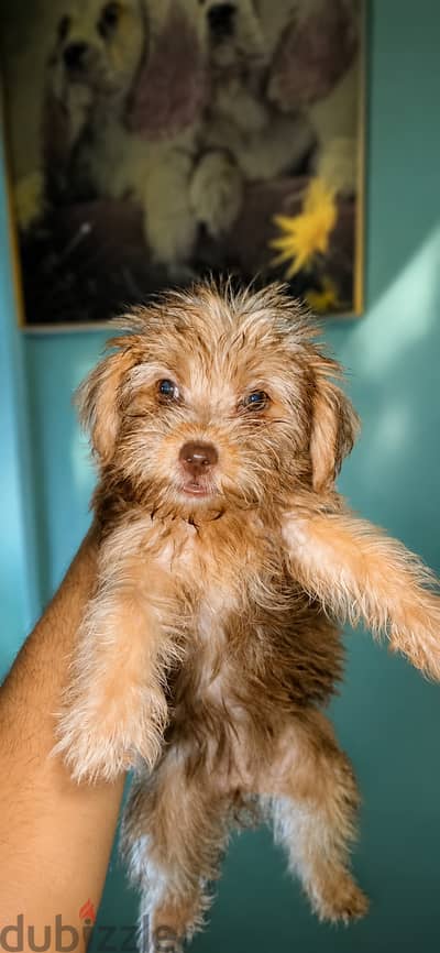 يورك شاير شوكليت وجولدن ألوان نادرة | Yorkshire Chocolate & Golden Pup