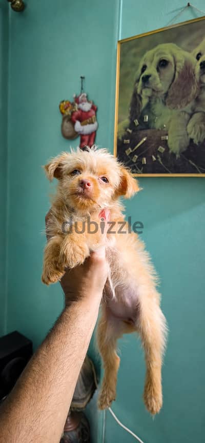 يورك شاير شوكليت وجولدن ألوان نادرة | Yorkshire Chocolate & Golden Pup
