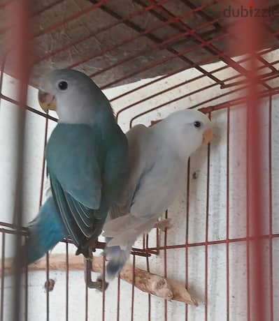 شباب روز