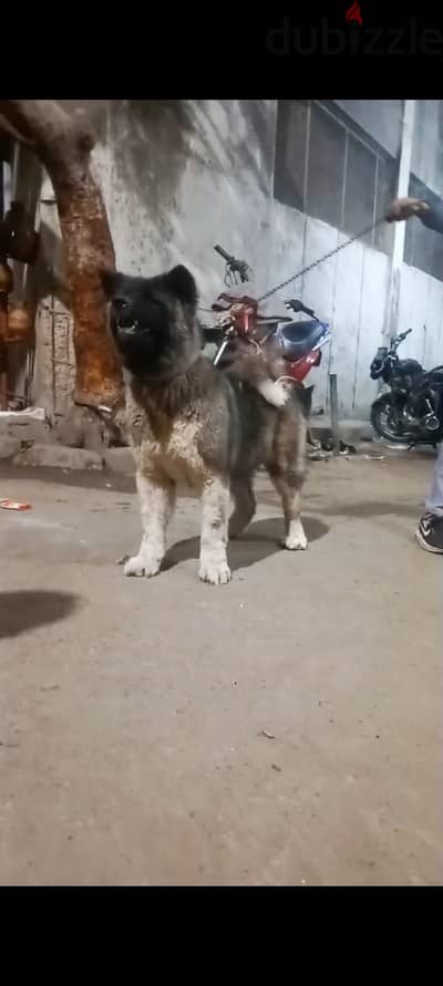 نتايه اكيتا اميركان