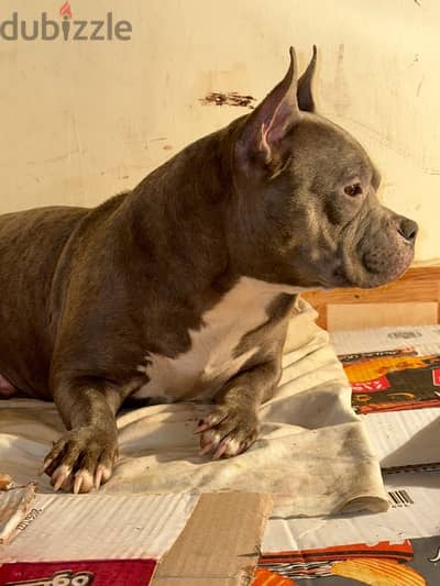 American bully tri color blue poket