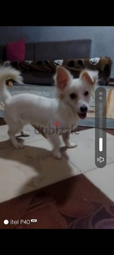 باسوس بجوار الدائري