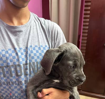 جرو انثى كين كورسو  (Cane Corso puppy)