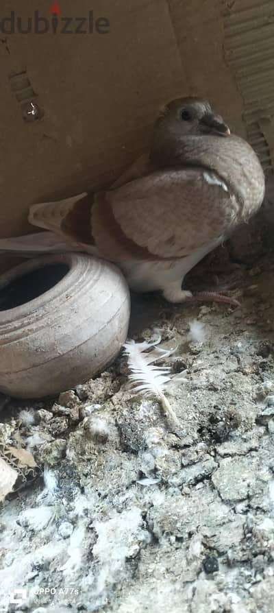 زغلول ودكر