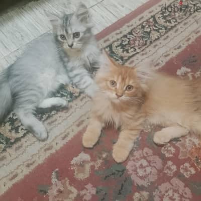 قطين شهرين  بالتجمع