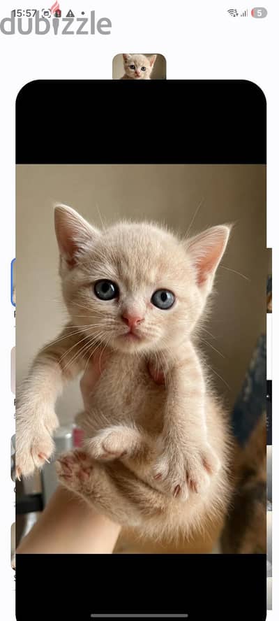 قطط سكوتش - Scottish Kittens