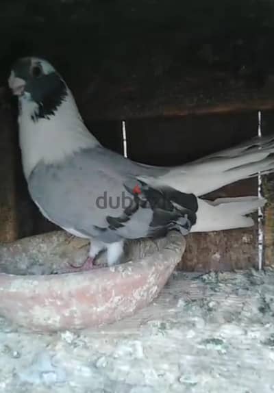 جوزين حمام ابلق ودكرين عنابره وشابه عنبري شغالين ضمان