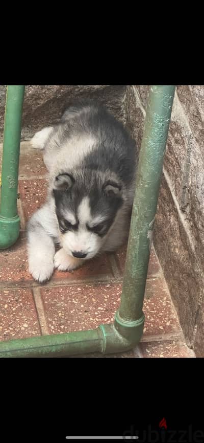 Pure husky puppy 40 days جراوي هاسكي ٤٠ يوم