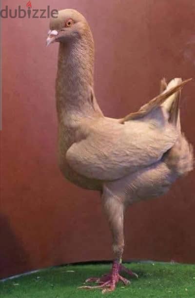 حمام ملطي