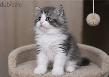 Siberian male Kitten with passport