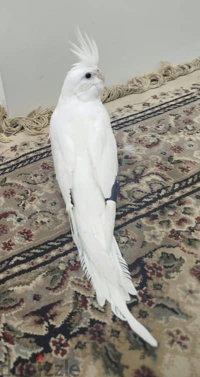 كوكتيل البينو