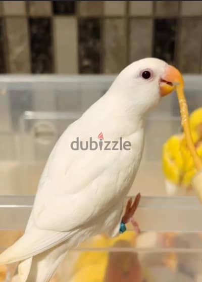 ذهب ابيض للتدريب