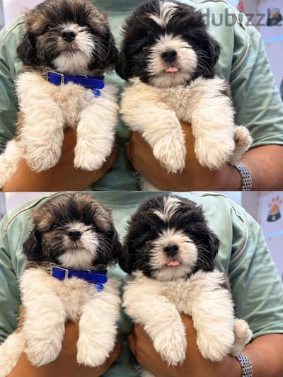  HAVANESE PUPPY | 45 DAYS 