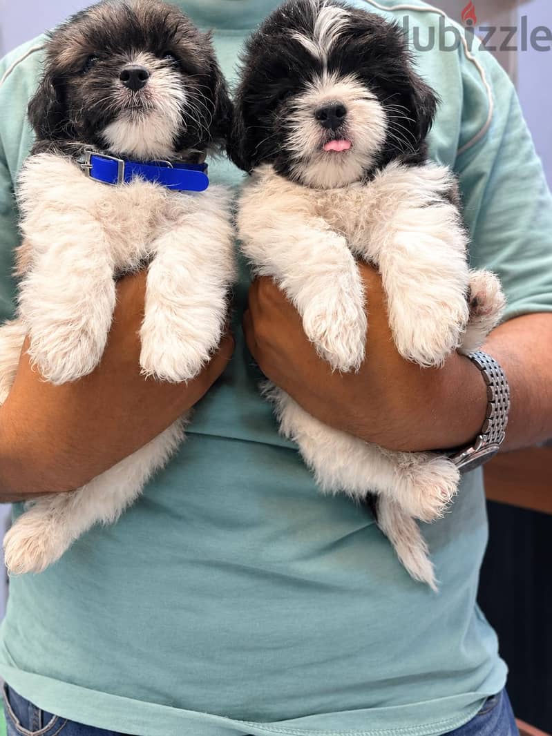  HAVANESE PUPPY | 45 DAYS  1