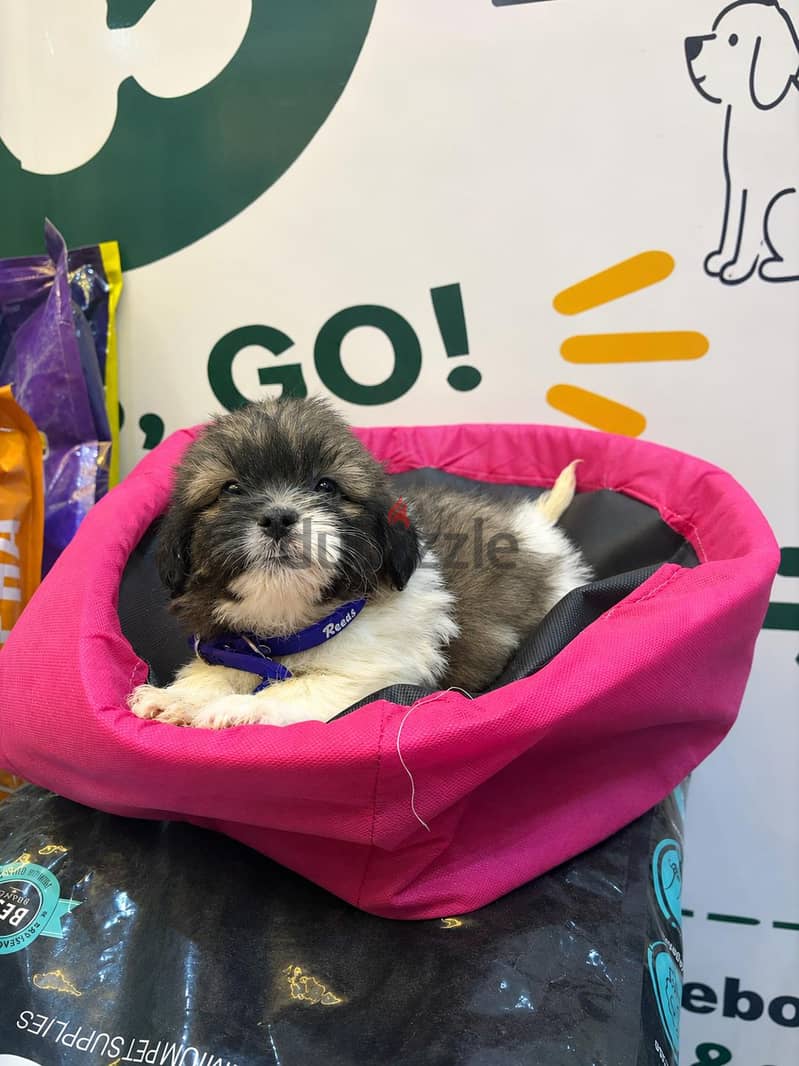  HAVANESE PUPPY | 45 DAYS  2