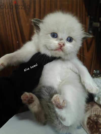 Seal bicolor Ragdoll راغدول راجدول