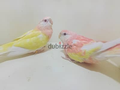 بوركات ينوفيما