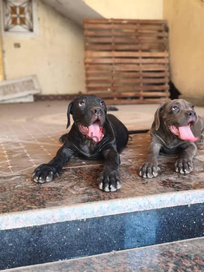 Cane corso puppies are here!!