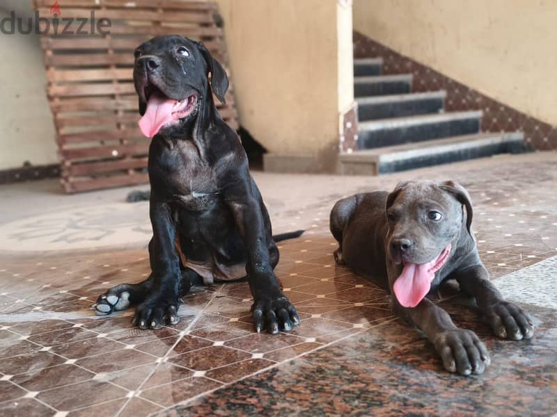 Cane corso puppies are here!! 1