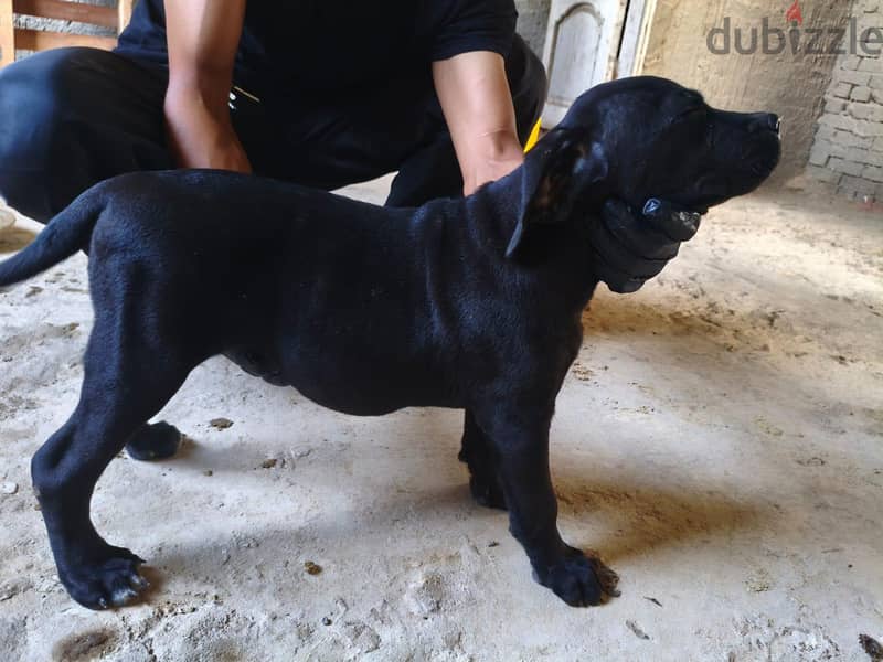 Cane corso puppies are here!! 2