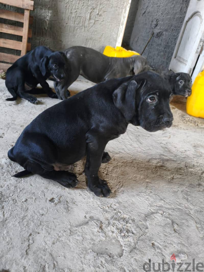 Cane corso puppies are here!! 3