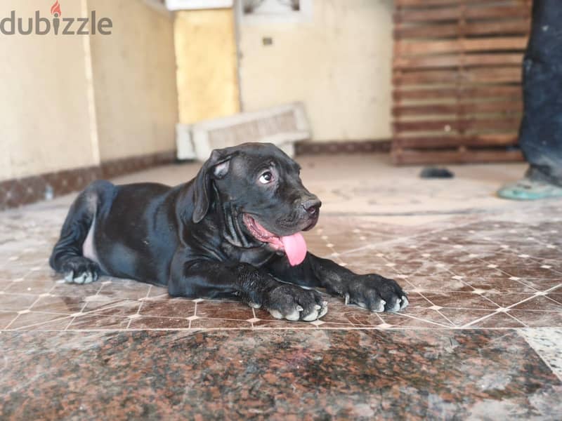 Cane corso puppies are here!! 4