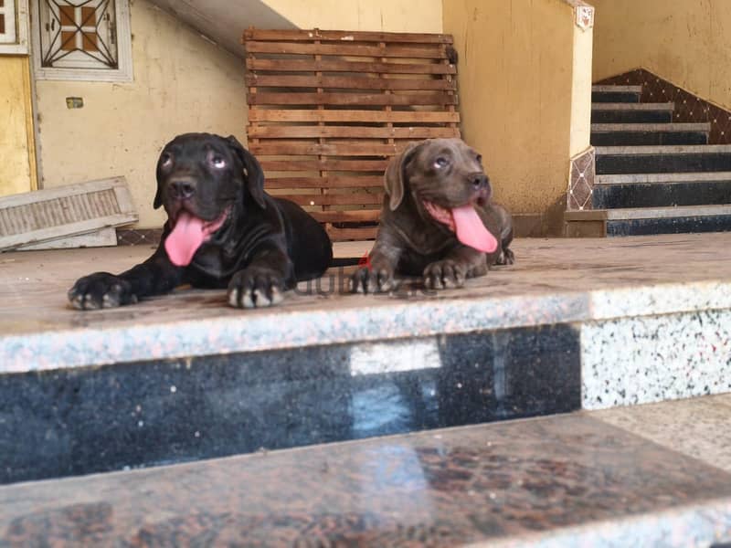 Cane corso puppies are here!! 5