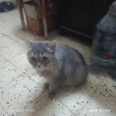 قطة للتبني