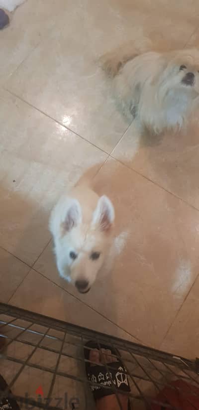 جرمن ابيض White German Shepherd