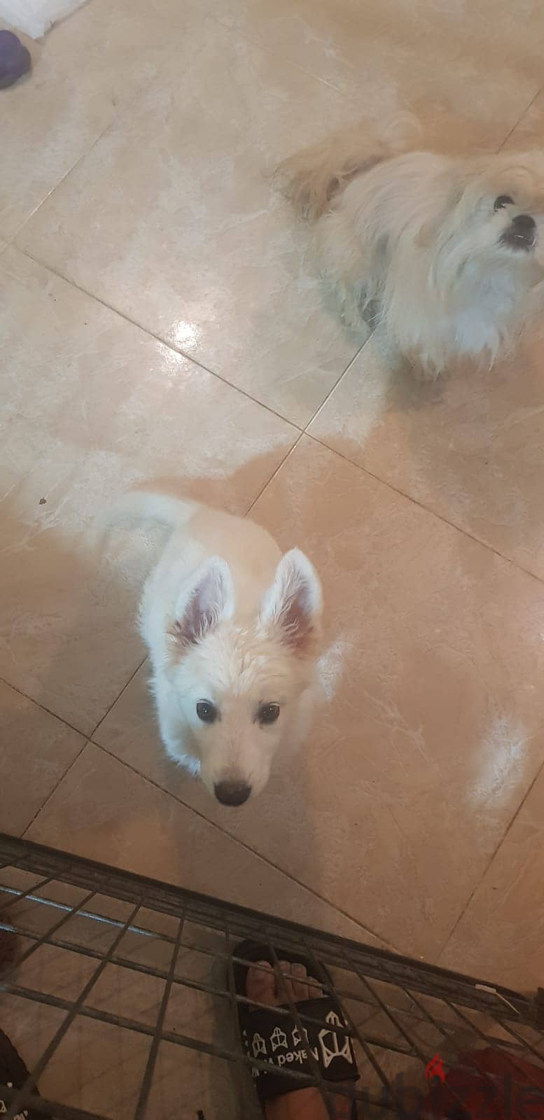 جرمن ابيض White German Shepherd 1