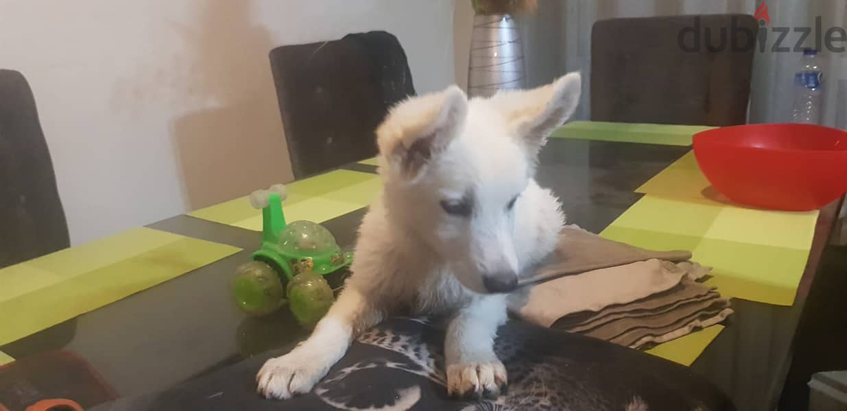 جرمن ابيض White German Shepherd 2